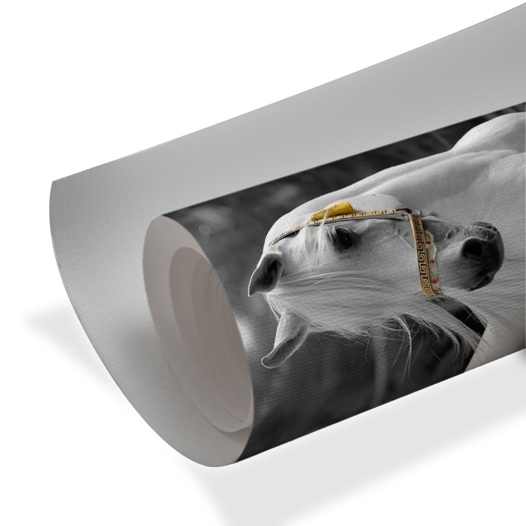 white horse portrait luxury wall art with gold bridle modern elegant decor